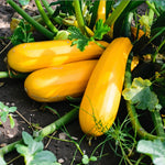 Courgette Atena Polka F1  1