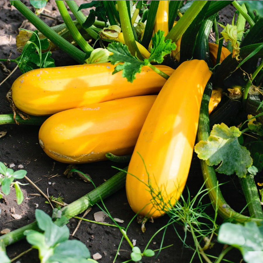 Courgette Atena Polka F1  1