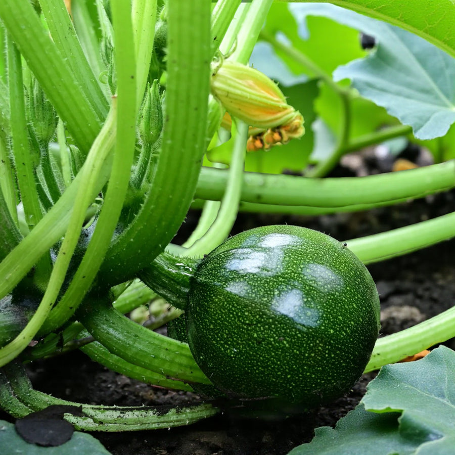 Courgette Plant  3