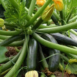 Courgette Mix Plants  4