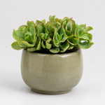 Home Office Houseplant Collection - Sansevieria Twister, Ripple Jade Money Plant & ZZ Plant  2