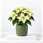 Christmas Poinsettia  1