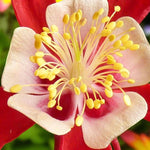 Aquilegia Crimson Star Bare Roots  3