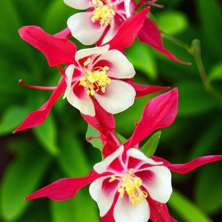 Aquilegia Crimson Star Bare Roots  2