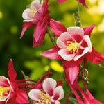 Aquilegia Crimson Star Bare Roots  1