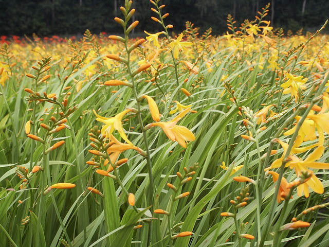 Crocosmia Collection Mix  2