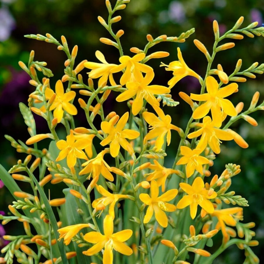 Crocosmia George Davison Bulbs  2