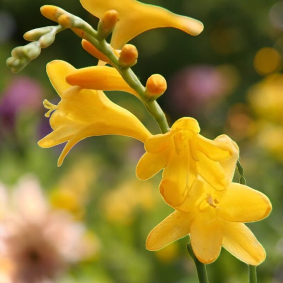 Crocosmia George Davison Bulbs  4