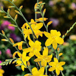 Crocosmia George Davison Bulbs  1