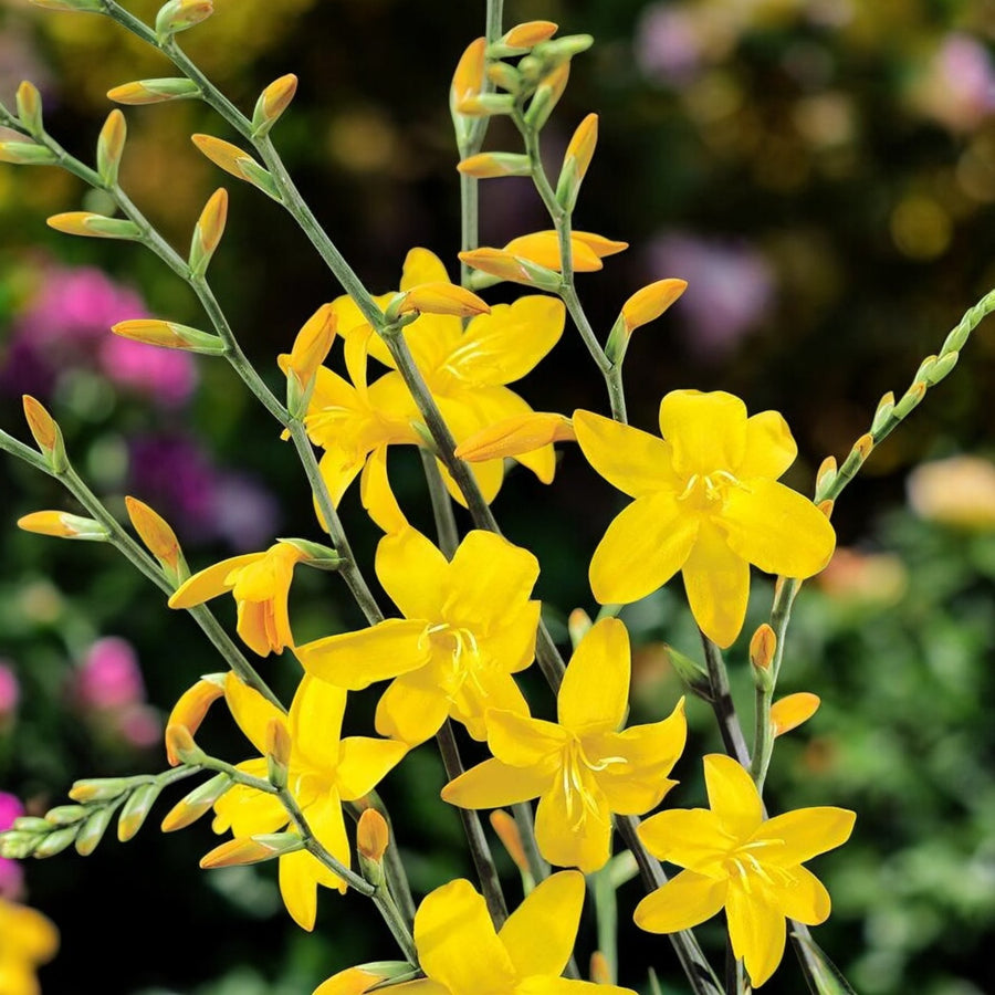 Crocosmia George Davison Bulbs  1