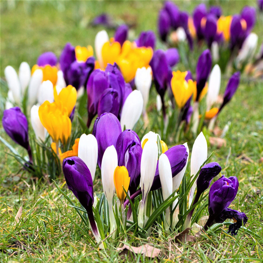 3 x Pots of Crocus Bulbs Crocus_Large_Flowering_Mix_778711063.SHUT 5
