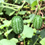 Cucamelon Plant  1