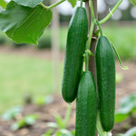 Cucumber Plant  1