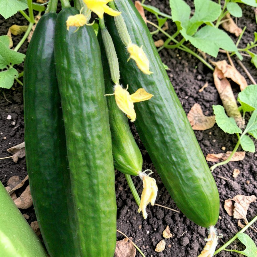 Cucumber Plant  3