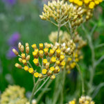 Curry Plant  2