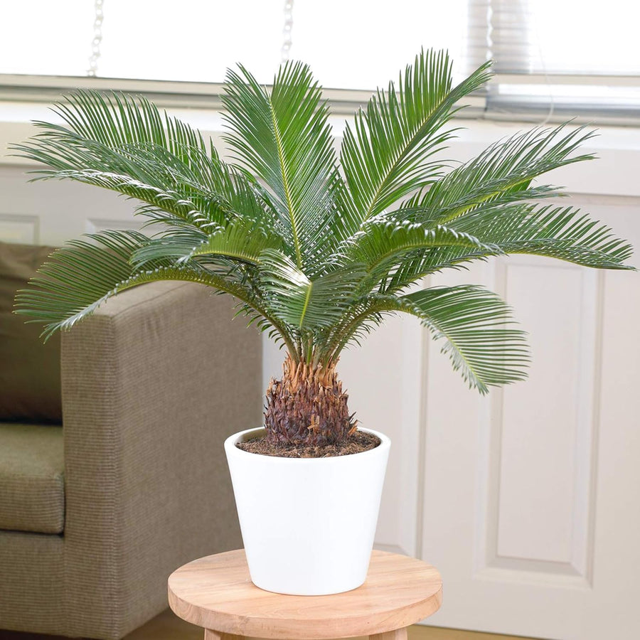 Cycas Revoluta Sago Palm  1