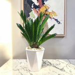 Cycas Revoluta Sago Palm  2