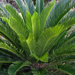 Cycas Revoluta Sago Palm  4