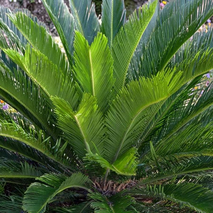 Cycas Revoluta Sago Palm  4
