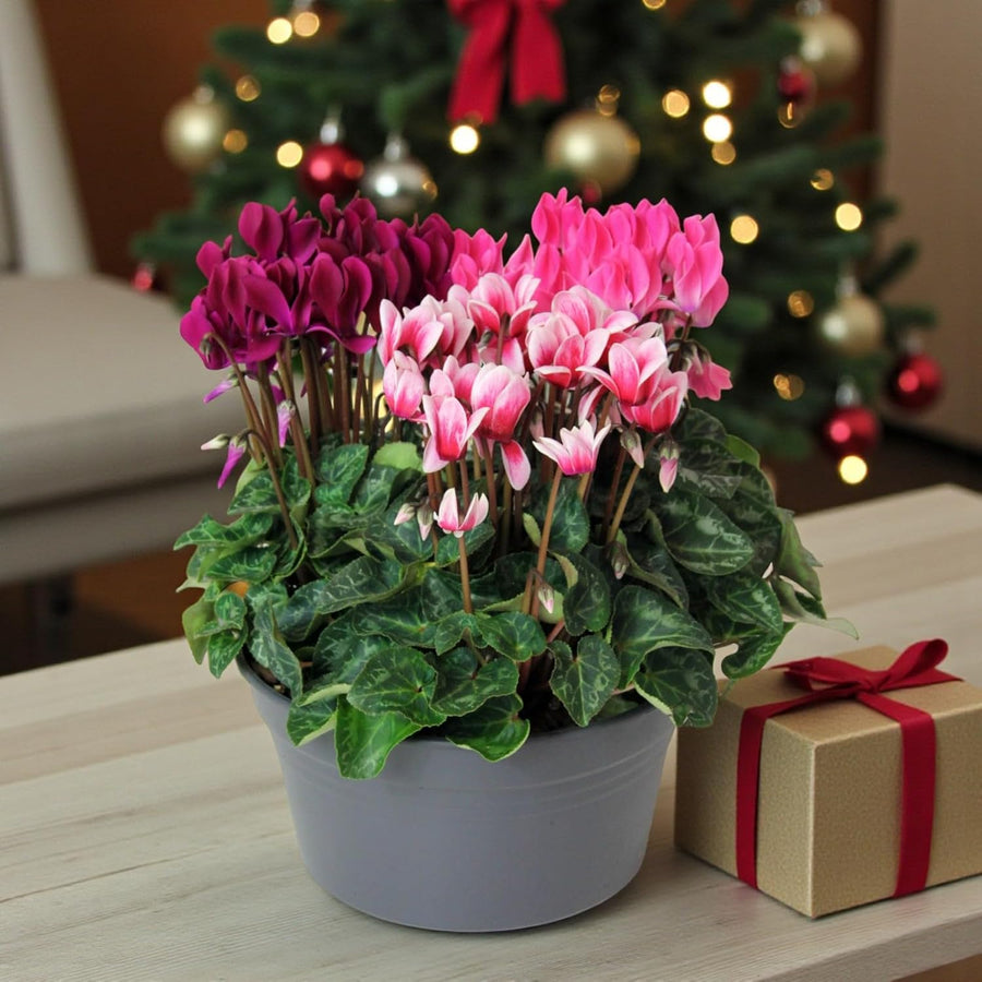 Cyclamen Carnaval Trio Gift Wrapped  2