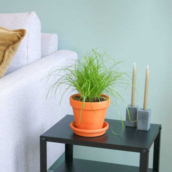 Cat Grass Cyperus Zumula