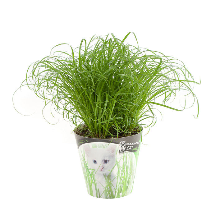 Cat Grass Cyperus Zumula Cyperus-Zumula-12 2