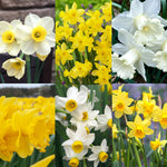 Narcissus Daffodil Bulb Mix Narcissus Daffodil Bulb Mix image1 1