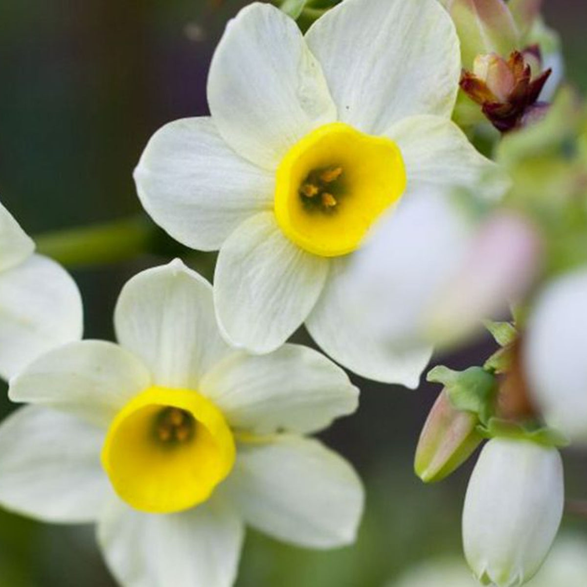 Narcissus Daffodil Bulb Mix Narcissus Daffodil Bulb Mix image3 3