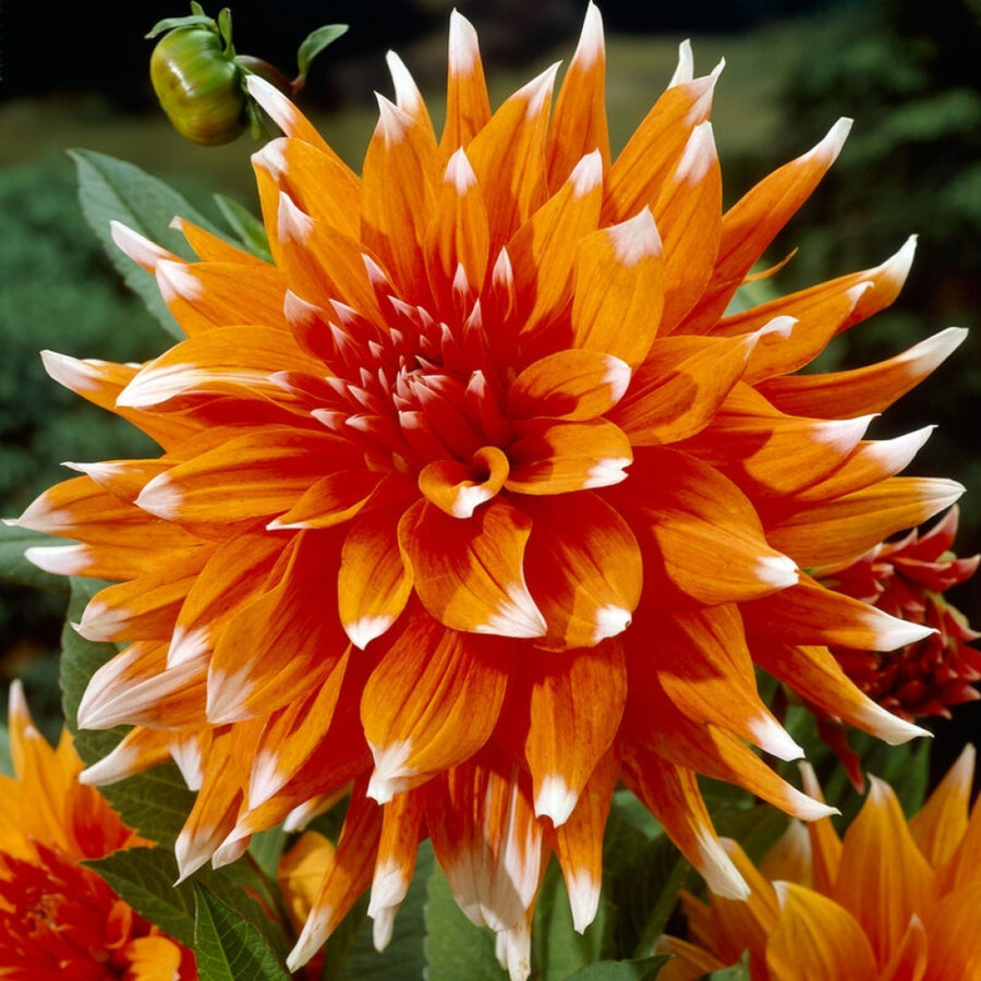 Dahlia Color Spectacle Tubers DAHLACATUS - dahlia cactus color spectacle summer flowering tuber - image2 2