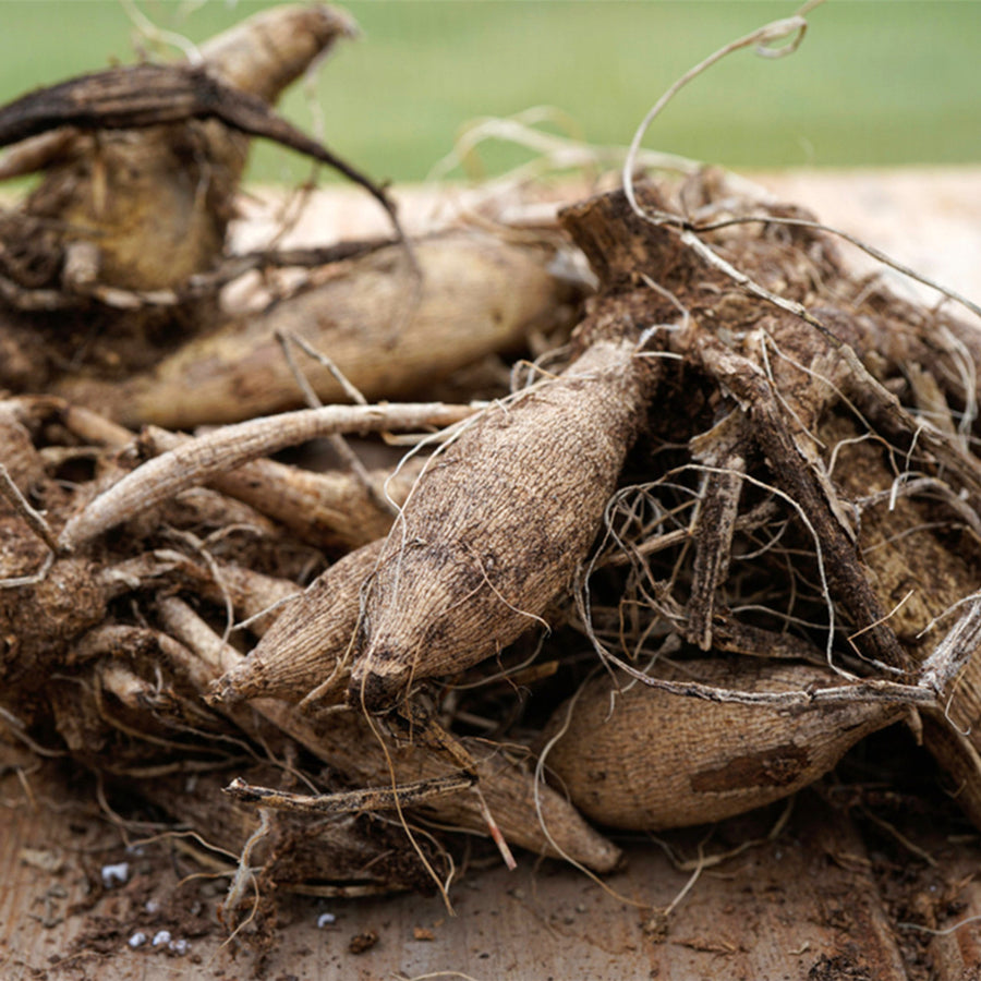 Dahlia Color Spectacle Tubers DAHLACATUS - dahlia cactus color spectacle summer flowering tuber - image3 3
