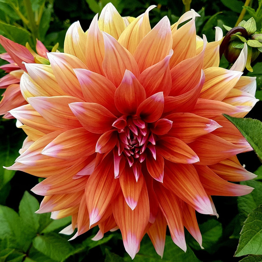 Dahlia Color Spectacle Tubers DAHLACATUS - dahlia cactus color spectacle summer flowering tuber - image4 1