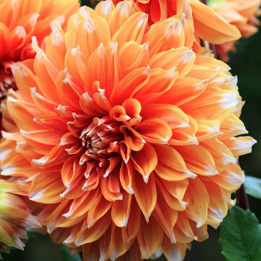 Dahlia Color Spectacle Tubers DAHLACATUS - dahlia cactus color spectacle summer flowering tuber - image5 4
