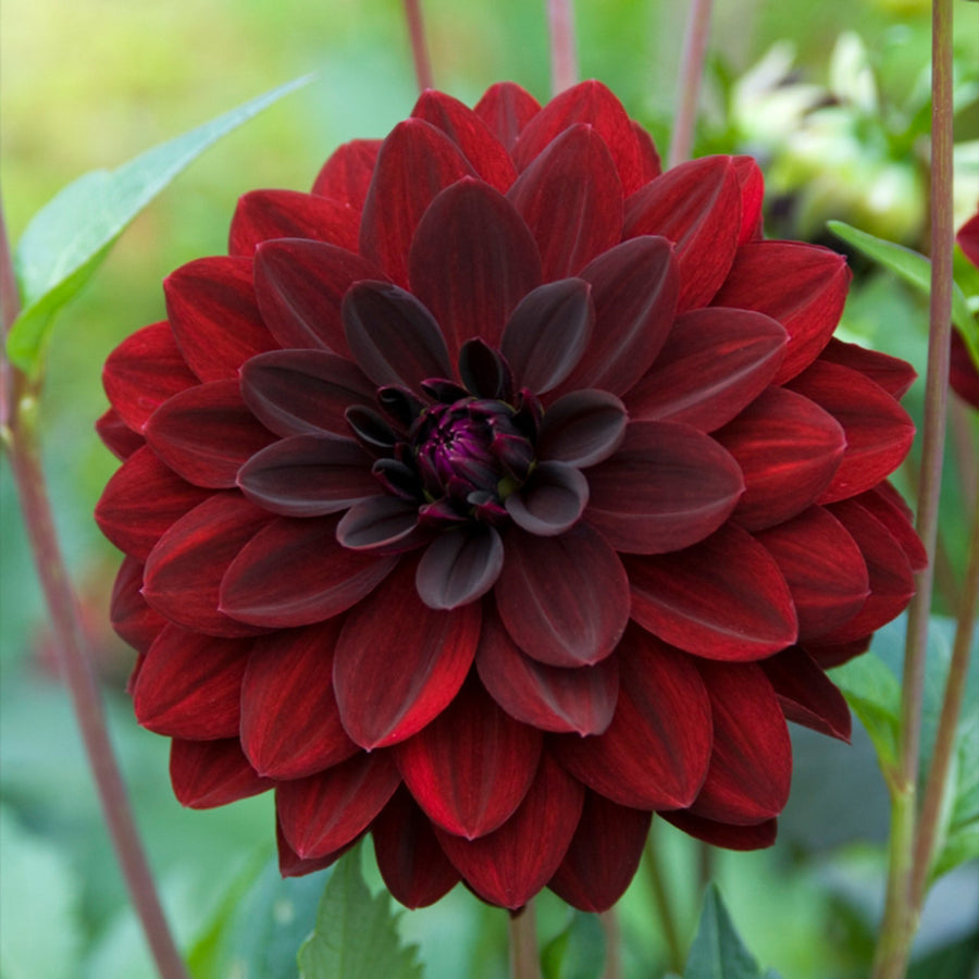 Decorative Dahlia Arabian Nights Tubers DAHLIAARBNIG -dahlia arabian night summer flowering tuber - image1 1