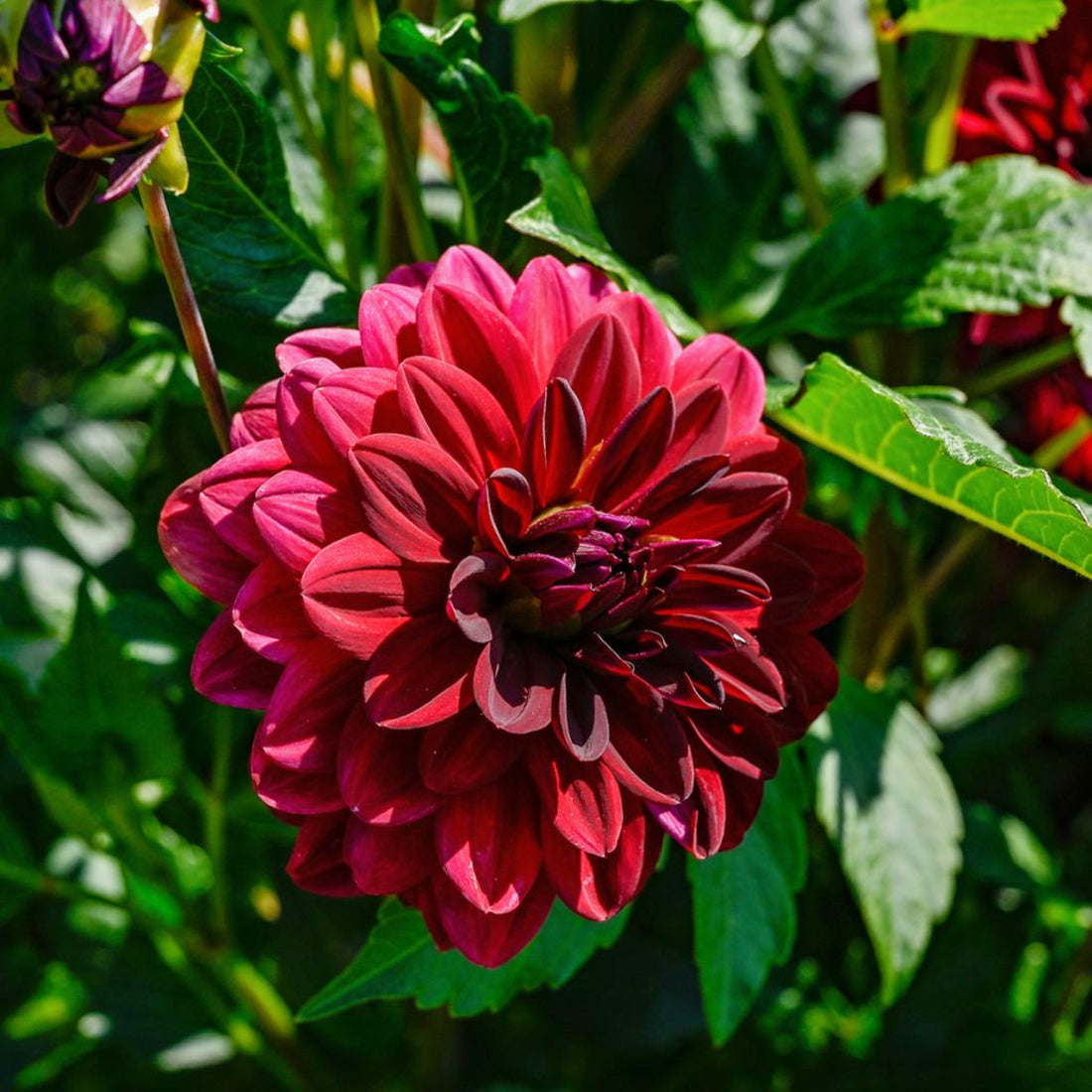 Decorative Dahlia Arabian Nights Tubers