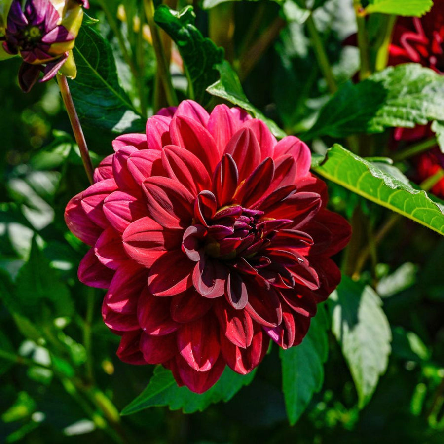 Decorative Dahlia Arabian Nights Tubers DAHLIAARBNIG -dahlia arabian night summer flowering tuber - image2 2