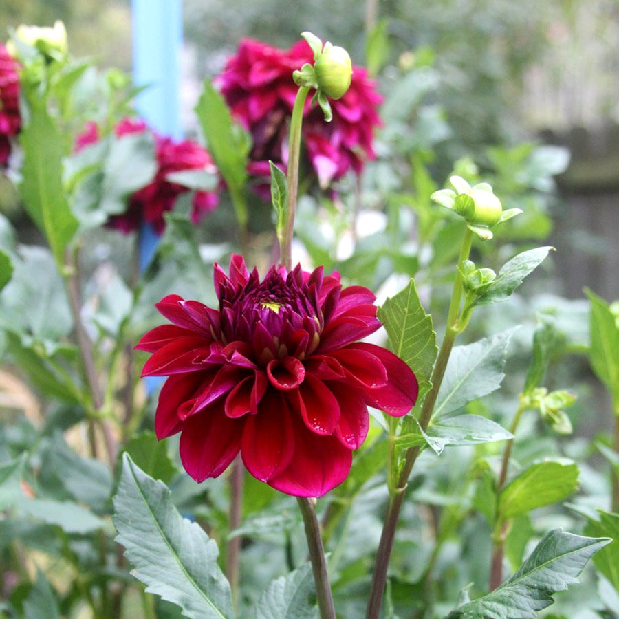 Decorative Dahlia Arabian Nights Tubers DAHLIAARBNIG -dahlia arabian night summer flowering tuber - image4 4