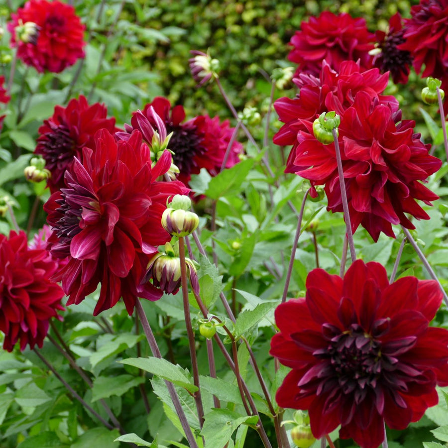 Decorative Dahlia Arabian Nights Tubers DAHLIAARBNIG -dahlia arabian night summer flowering tuber - image5 5