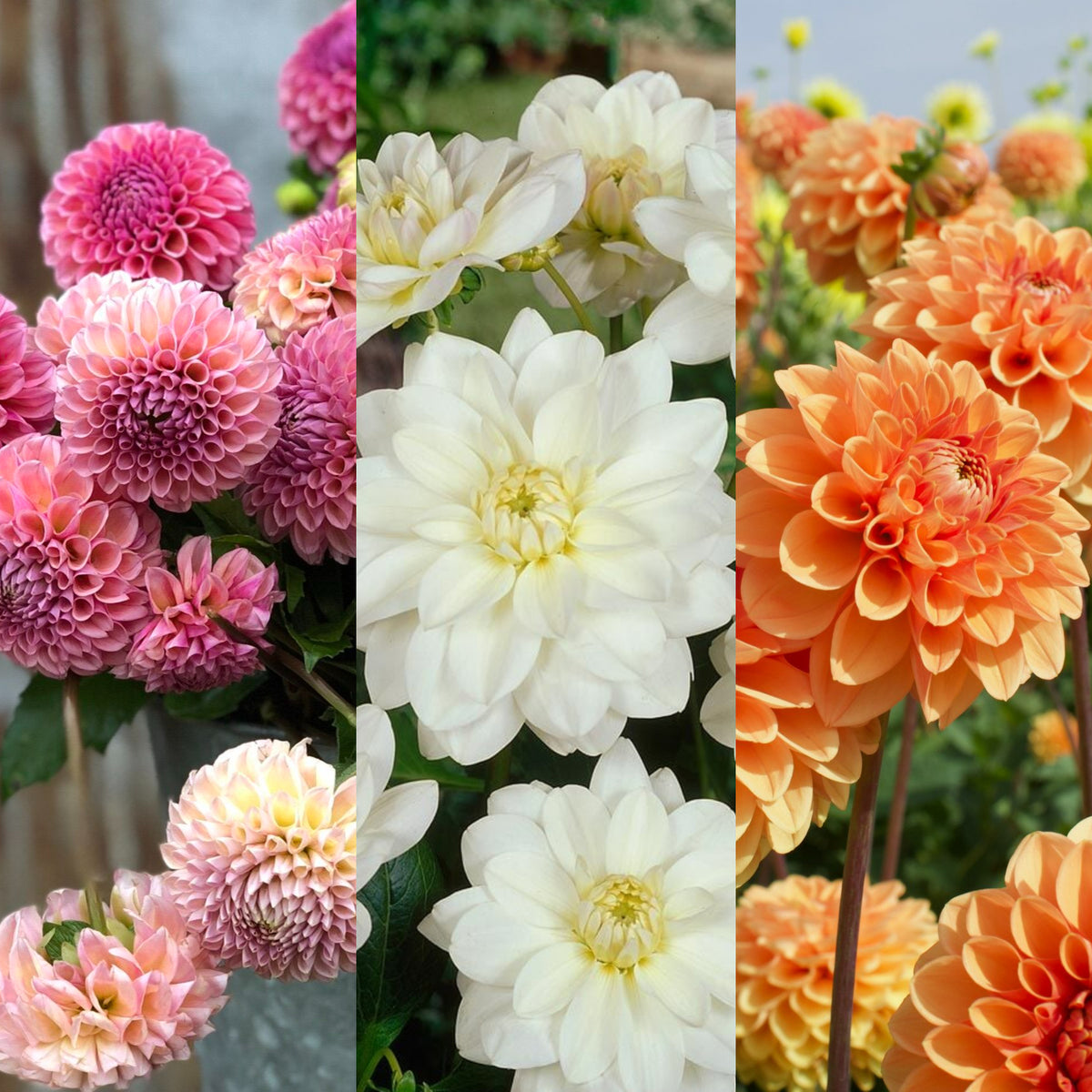 Dahlia Piccolo Three varieties of Piccolo dahlias in bloom — pink pompom style dahlias on the left, white rounded dahlias in the centre, and vibrant orange ball dahlias on the right, all with lush green foliage. 1