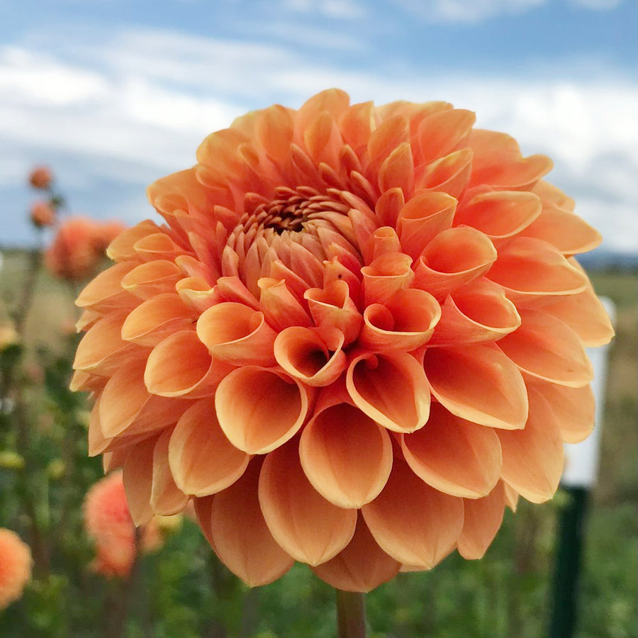 Dahlia Piccolo Close up of an orange ball dahlia with tightly packed petals spiralling from the centre, blooming outdoors against a soft focus garden background. 4