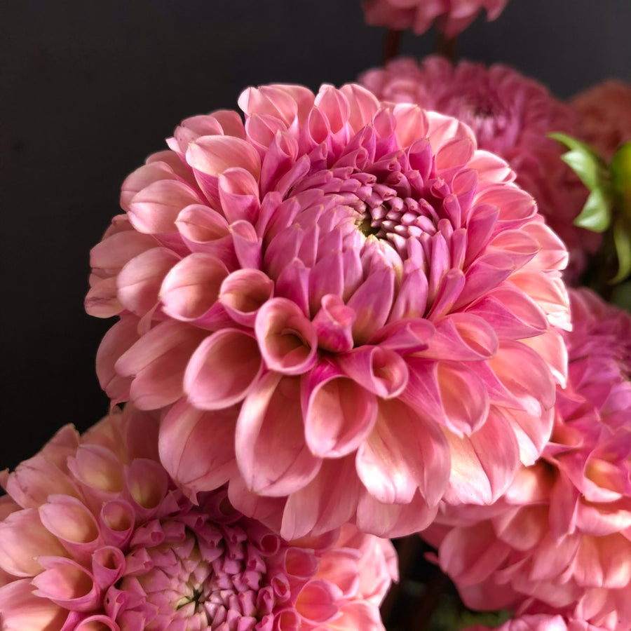 Dahlia Piccolo Detailed close up of a pink Piccolo dahlia flower with layered petals in soft pink and rose hues, displayed against a dark background. 1