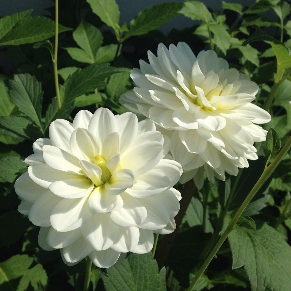 Dahlia Piccolo Pair of white Piccolo dahlias with slightly yellow centres blooming amid green foliage in a sunny garden setting. 4