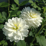 Dahlia Piccolo Pair of white Piccolo dahlias with slightly yellow centres blooming amid green foliage in a sunny garden setting. 3