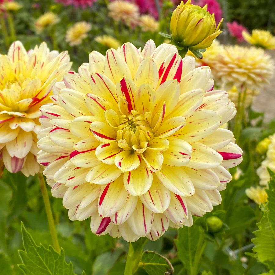 Decorative Dahlia Crème Silence Tubers DAHLIACRMSIL -dahlia creme silence summer flowering tuber - image1 1