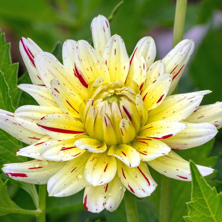 Decorative Dahlia Crème Silence Tubers DAHLIACRMSIL -dahlia creme silence summer flowering tuber - image2 2