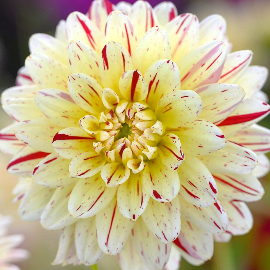 Decorative Dahlia Crème Silence Tubers DAHLIACRMSIL -dahlia creme silence summer flowering tuber - image4 4