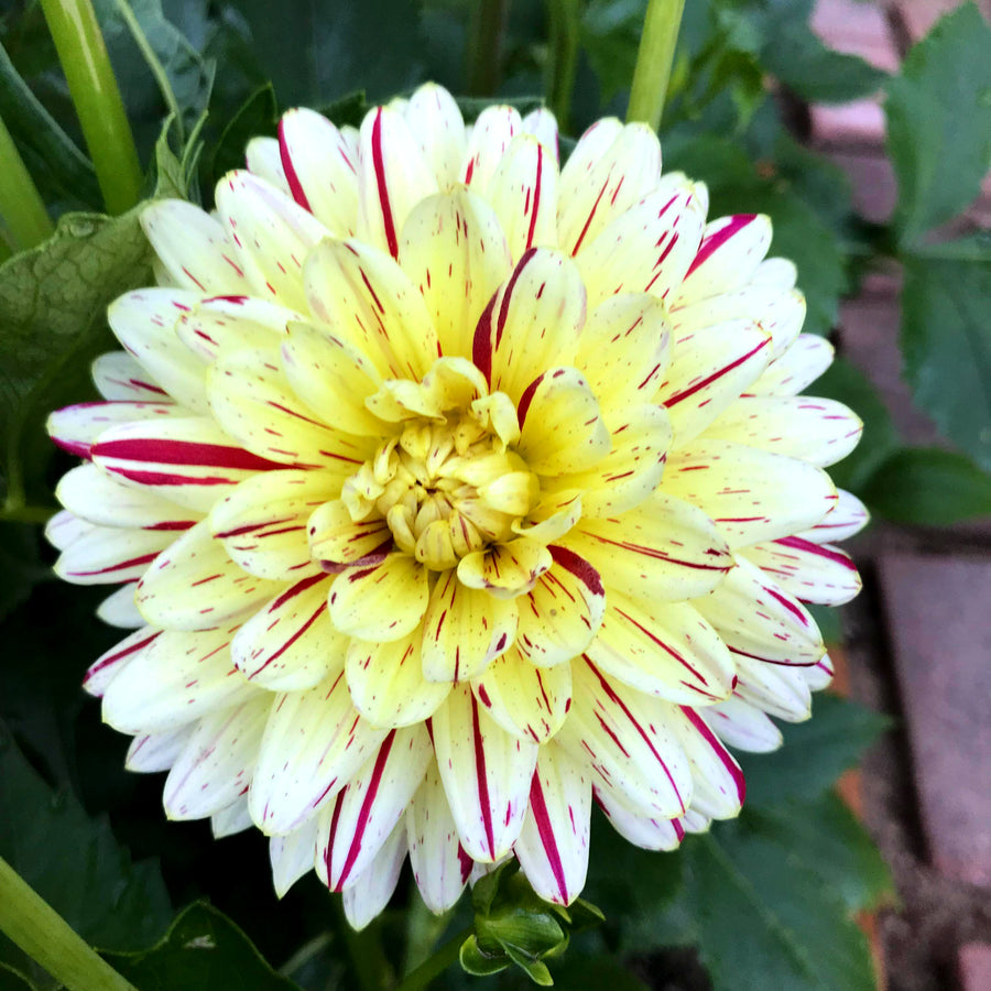 Decorative Dahlia Crème Silence Tubers DAHLIACRMSIL -dahlia creme silence summer flowering tuber - image5 5