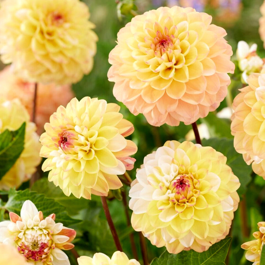 Decorative Dahlia Double Jill Tubers DAHLIADBLJIL-dahlia double jill summer flowering tuber - image1 1