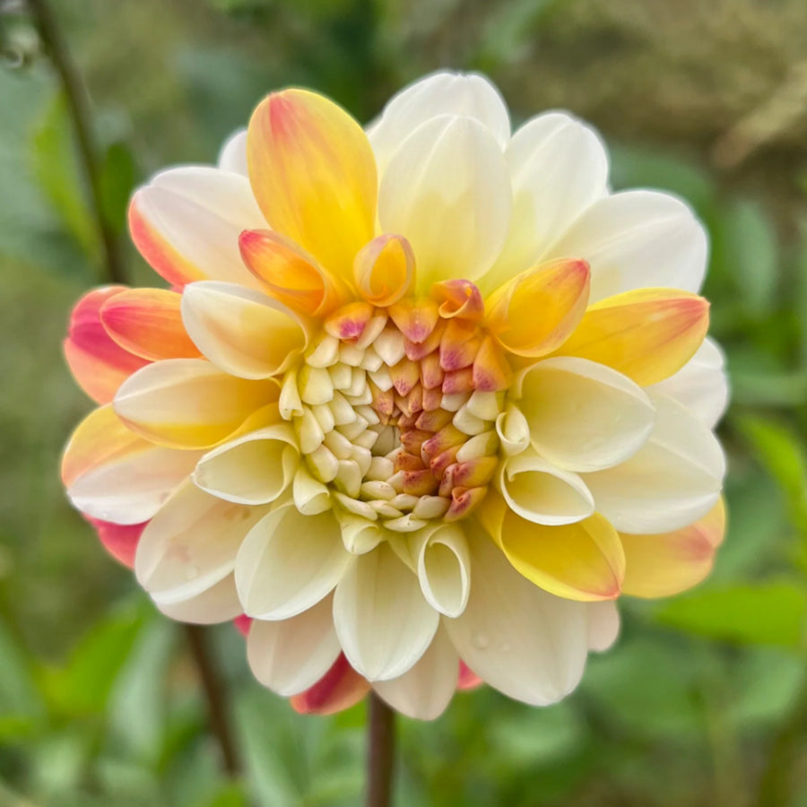 Decorative Dahlia Double Jill Tubers DAHLIADBLJIL-dahlia double jill summer flowering tuber - image4 4