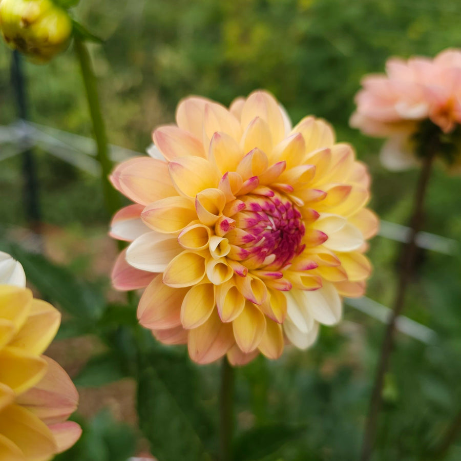 Decorative Dahlia Double Jill Tubers DAHLIADBLJIL-dahlia double jill summer flowering tuber - image5 5
