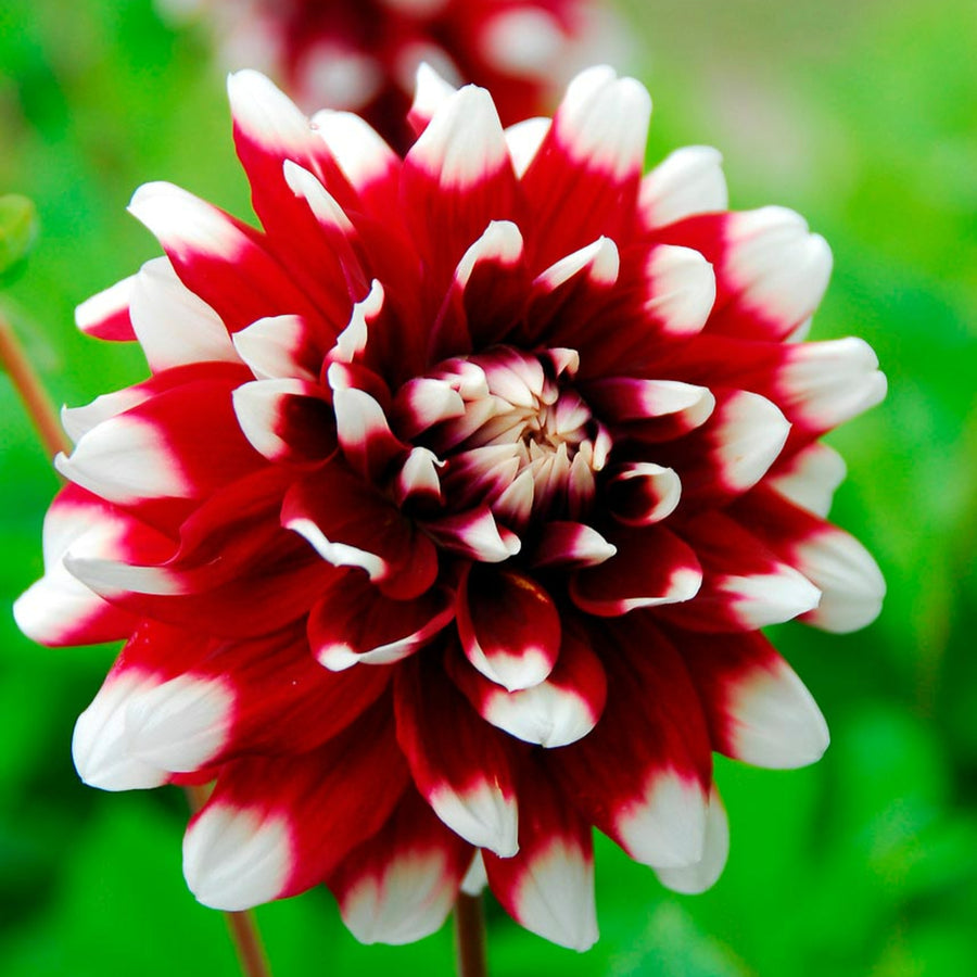 Decorative Dahlia Duet Tubers DAHLIADUET-dahlia duet summer flowering tuber - image1 1